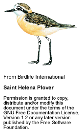 Saint Helena Plover