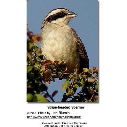 A Stripe-headed Sparrow with a distinctive black and white patterned head and light brown body perches on a leafy branch. The image, captured attentively by Len Blumin, showcases the bird's delicate beauty in its natural habitat.