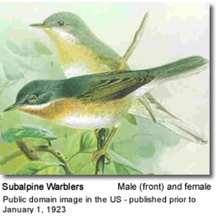 Male and Female Subalpine Warblers
