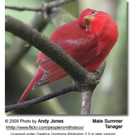 Adult Male Summer Tanager