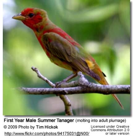 First-year Male Summer tanager molting into adult plumage