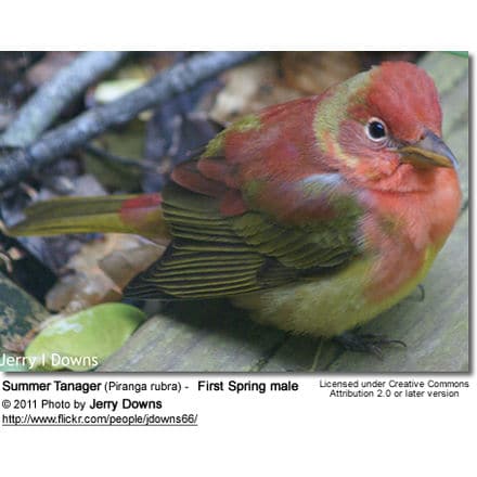 Summer Tanager (Piranga rubra) - First Spring male