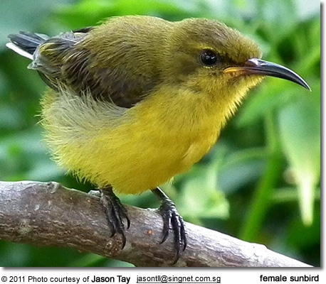 Female Sunbird