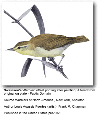 Swainson's Warbler