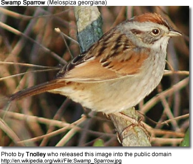 Swamp Sparrow