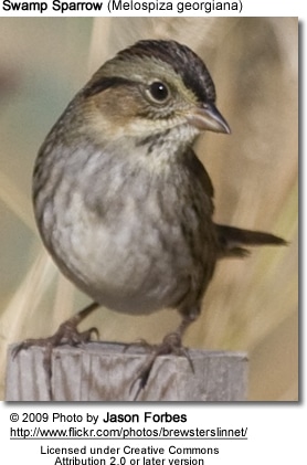 Swamp Sparrow