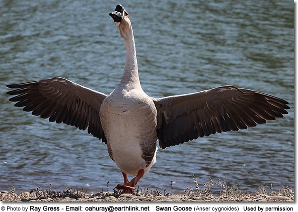 Swan Geese (Anser cygnoides)