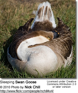 Sleeping Swan Goose