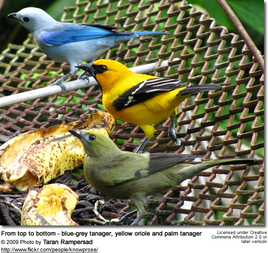 From top to bottom - blue-grey tanager, yellow oriole and palm tanager