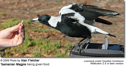 Tasmanian Magpie being fed