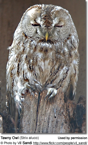 A tawny owl with brownish-grey feathers perches on a tree stump with its eyes partially closed. The owl, possibly a subspecies, appears to be resting or dozing, and its distinctive hooked beak and sharp talons are visible. The image captures the intricate details of its plumage and the texture of the tree bark.
