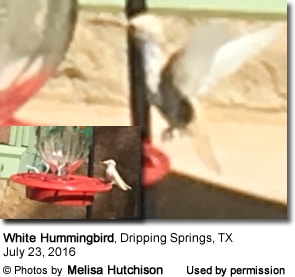 White Hummingbird photographed in Texas