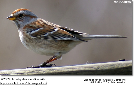 A Tree Sparrow perches on a wooden railing in a close-up image. The bird's light brown and white chest contrasts with the darker brown and gray feathers on its wings and head. At the bottom, text credits Jennifer Goellnitz as the photographer under Creative Commons licensing.