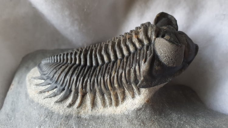 trilobite fossil feature