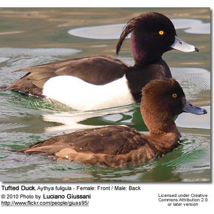Tufted Duck, Aythya fuligula - Female: Front / Male: Back