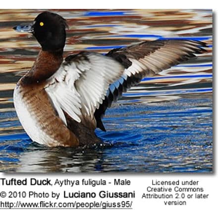 Tufted Duck, Aythya fuligula - Male