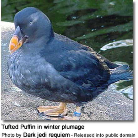 Tufted Puffin in winter plumage