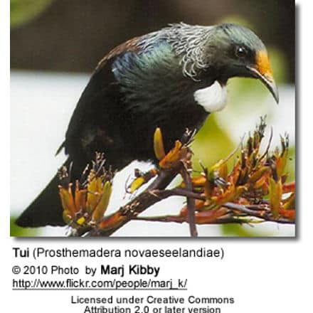 Tui (Prosthemadera novaeseelandiae)