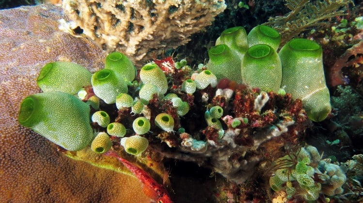 tunicate colony green