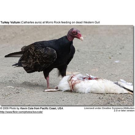 Turkey Vulture feeding on seagull