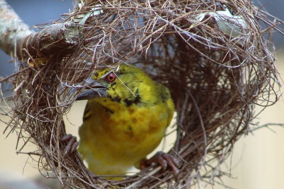 A yellow weaver bird species with a black eye stripe is perched at the entrance of an intricate, spherical nest made of twigs and grass. The bird appears to be weaving or adjusting the nest fibers with its beak.