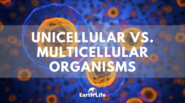 unicellular vs multicellular cells floating