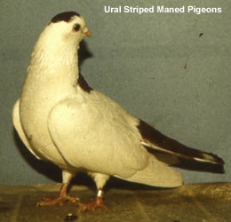 ural striped maned pigeons