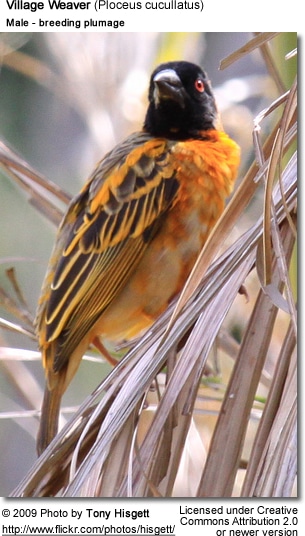 Village Weaver - breeding male plumage