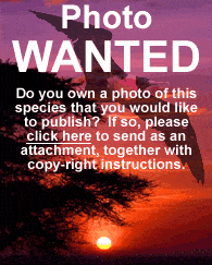 A sunset with a silhouette of a bird flying in the sky and trees in the foreground. Text overlay reads: "Photo WANTED. Do you own a photo of a Beryl-spangled Tanager that you would like to publish? If so, please click here to send as an attachment, together with copyright instructions.