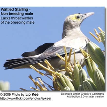 Non-breeding Wattled Starling