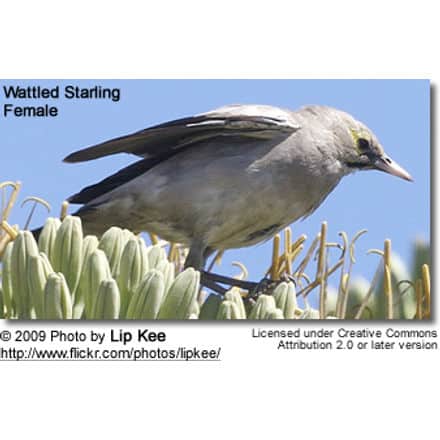 Female Wattled Starling