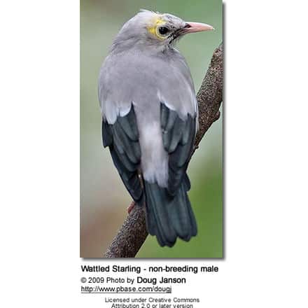 Wattled Starling - Non-breeding Male