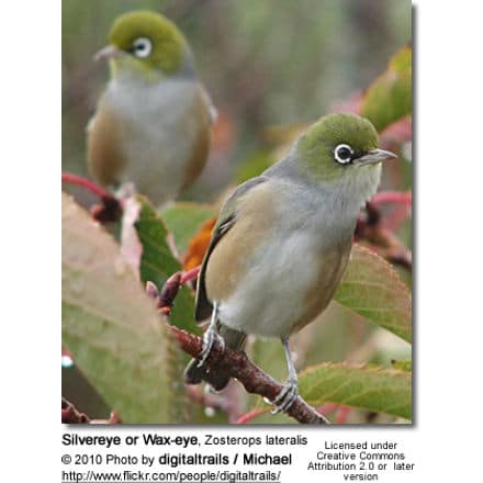 Silvereye or Wax-eye, Zosterops lateralis 