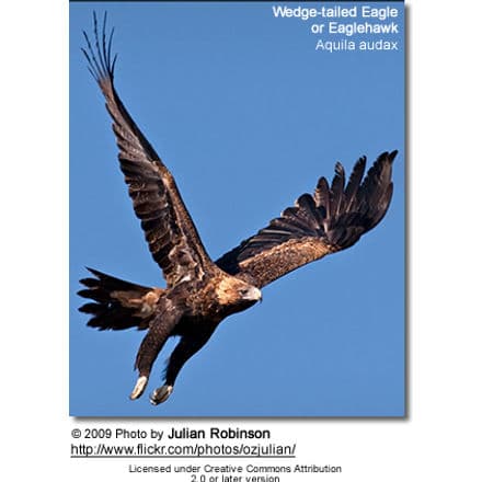Wedge-tailed Eagle or Eaglehawk, Aquila audax