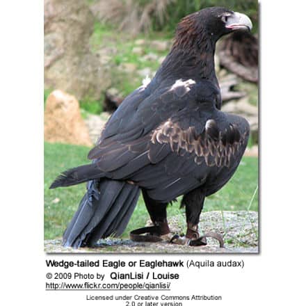 Wedge-tailed Eagle or Eaglehawk (Aquila audax)