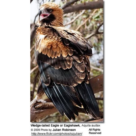 Wedge-tailed Eagle or Eaglehawk, Aquila audax