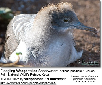 Fledgling Wedge-tailed Shearwater “Puffinus pacificus” Kilauea Point National Wildlife Refuge, Kauai