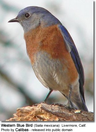 Western Blue Bird (Sialia mexicana) Livermore, Calif.