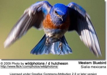 Western Bluebird in Flight
