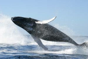 A Whale Jumping Clear Of The Water