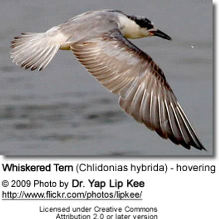 Whiskered Tern (Chlidonias hybrida) - hovering