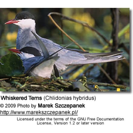 Whiskered Terns (Chlidonias hybridus)