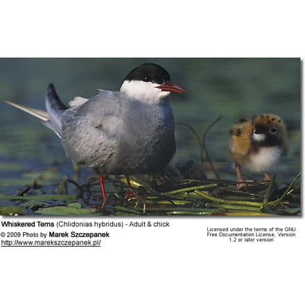 Whiskered Terns (Chlidonias hybridus) - Adult and chick