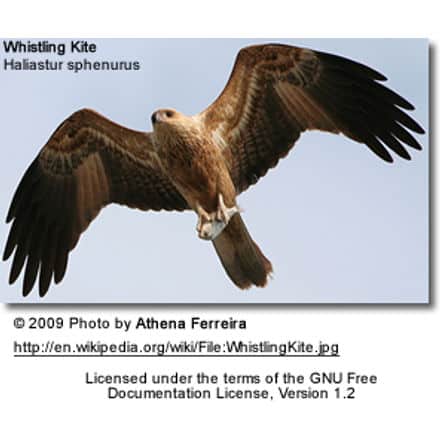 Whistling Kite