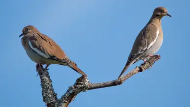 The Two White Wing Dove Perched Into The Top Of A Tree