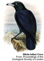 White-billed Crow
