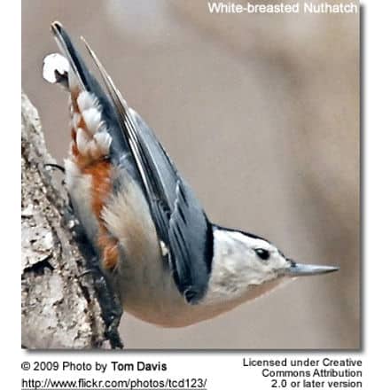 White-breasted Nuthatch on Nestbox