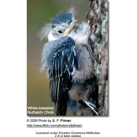 White-breasted Nuthatch chick