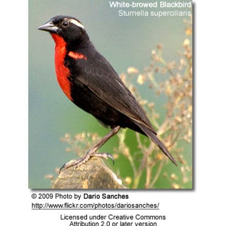 White-browed Blackbird