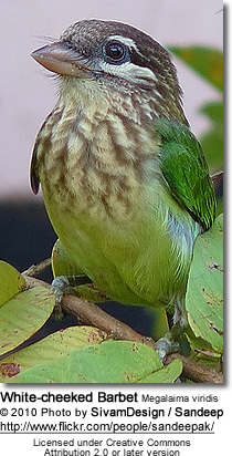 White-cheeked Barbet